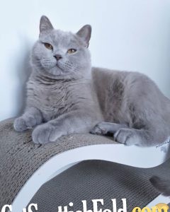 British Short Hair Cat