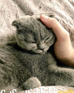 scottish fold caressed