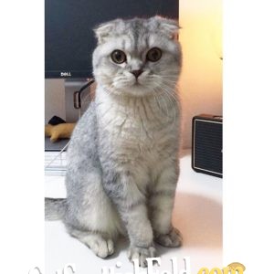 Scottish fold