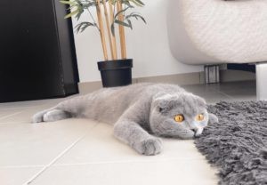 scottish fold
