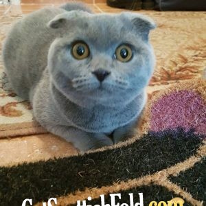 Key Characteristics Scottish Fold Scottish Fold Cats And
