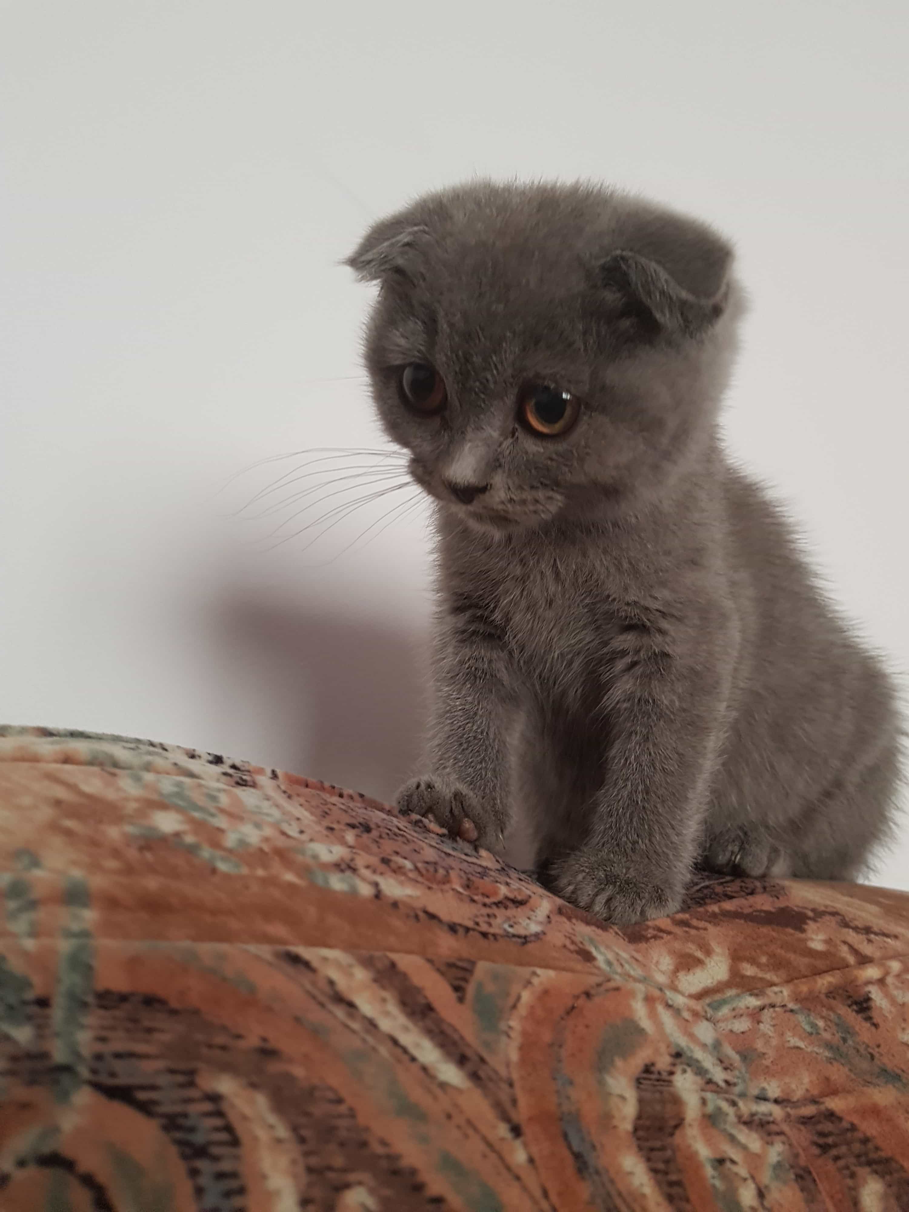 Photo Gallery - Scottish Fold Cats and Kittens - Cat Breed Information ...