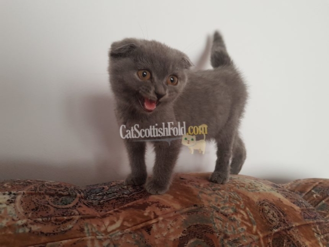 Scottish Fold Cat
