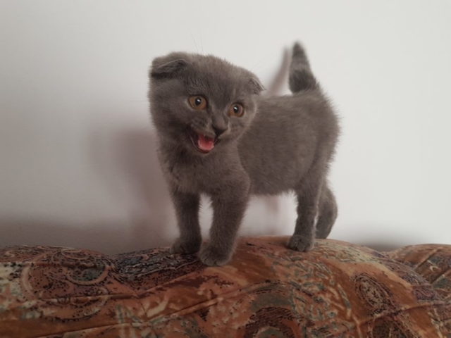 Scottish Fold Cat