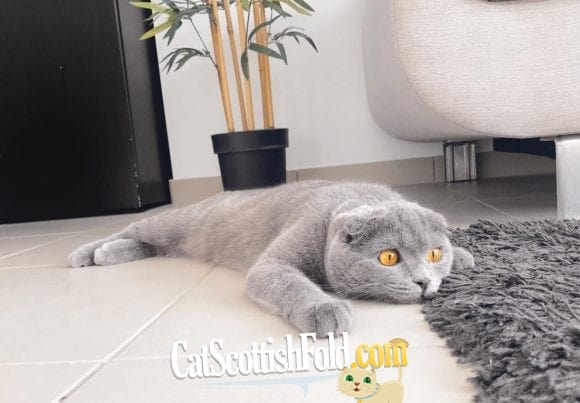 Types of Scottish Folds