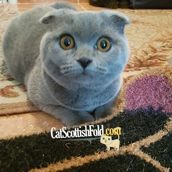 Key Characteristics – Scottish fold