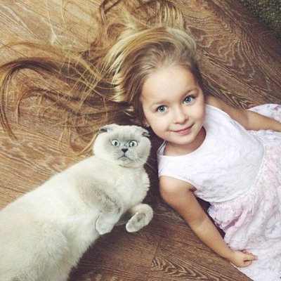 Everything about Scottish Fold Personality