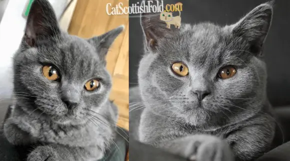 Breeds Archives Page 3 Of 3 Scottish Fold Cats And Kittens