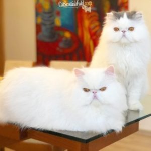 Persian cat