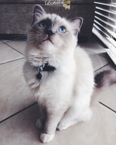 Scottish Fold vs Cats: knowing what works for you