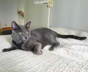 Russian Blue cat