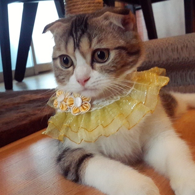 Scottish Fold Shorthair Unique characteristics