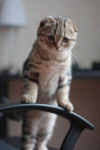 Scottish Fold Cats Hypoallergenic Or Not Scottish Fold Cats