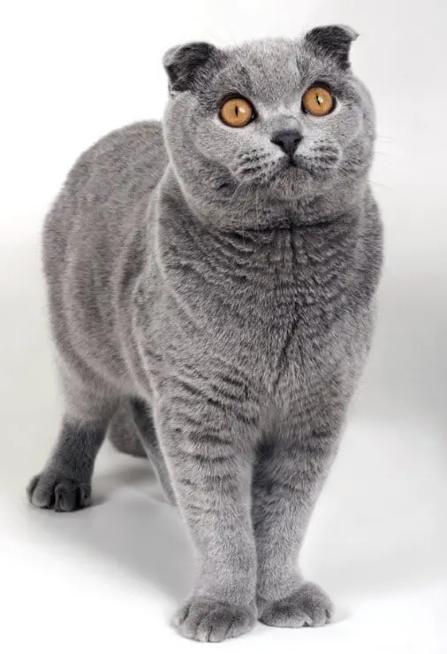 How Much Does a Scottish Fold Weight? - Scottish Fold Cats and Kittens ...