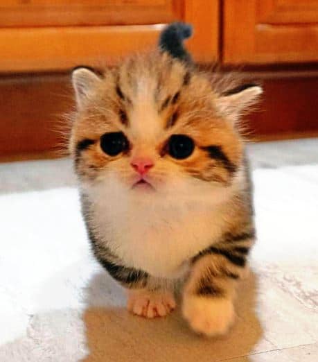 scottish fold munchkin cat