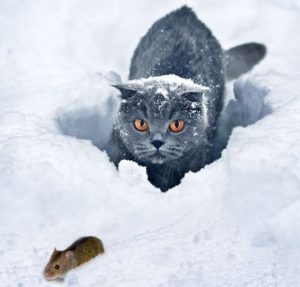 scottish fold active
