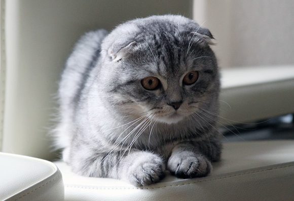 Scottish Folds - To purr or not to purr!? - Scottish Fold Cats and ...