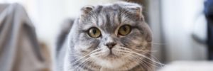 scottish fold diet