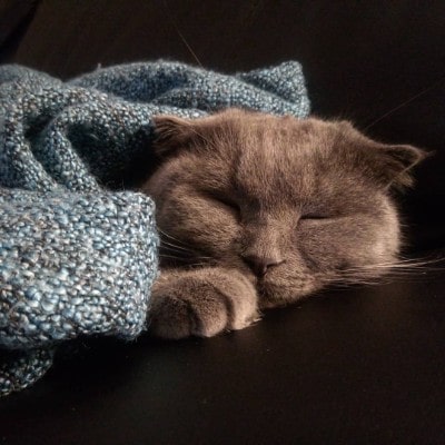 Scottish Fold Joint Pains and Problems