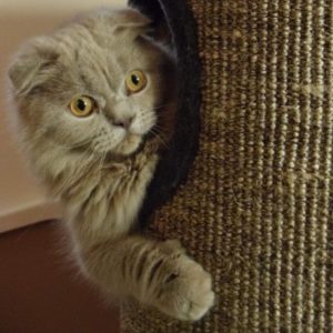 scottish fold joint problems