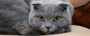 How Much Does a Scottish Fold Weight? - Scottish Fold Cats and Kittens ...