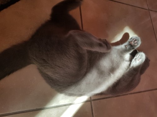 Why Do Scottish Folds Sit Weird?