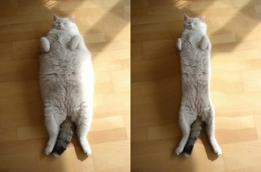 How Much Does a Scottish Fold Weight?