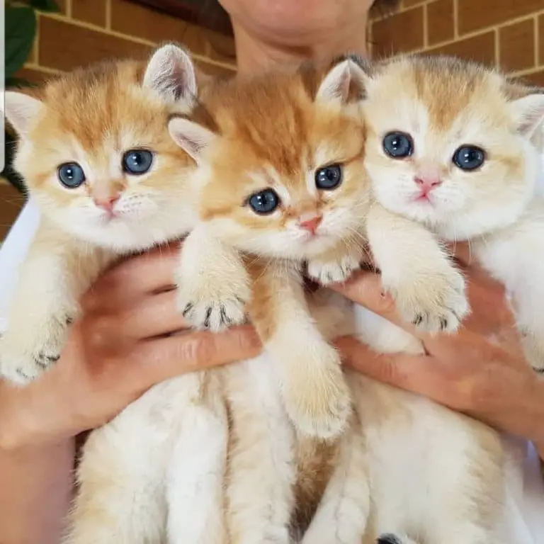 British Shorthair Colors How Many Colors Are There Scottish Fold   British Shorthair Colors 768x768 