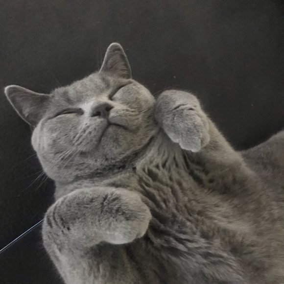 Can British Shorthair Cats Go Outside?