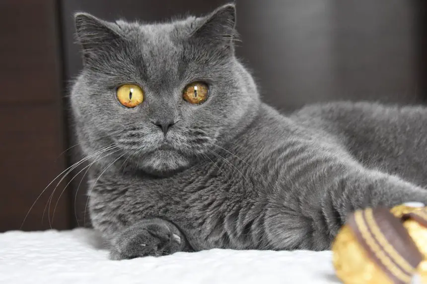 fat british shorthair cat