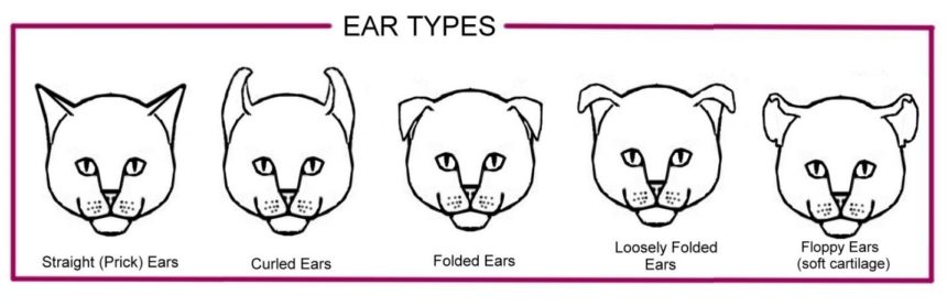 types of cat ears