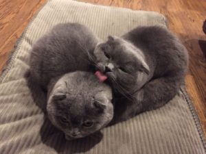 how to bathe a scottish fold