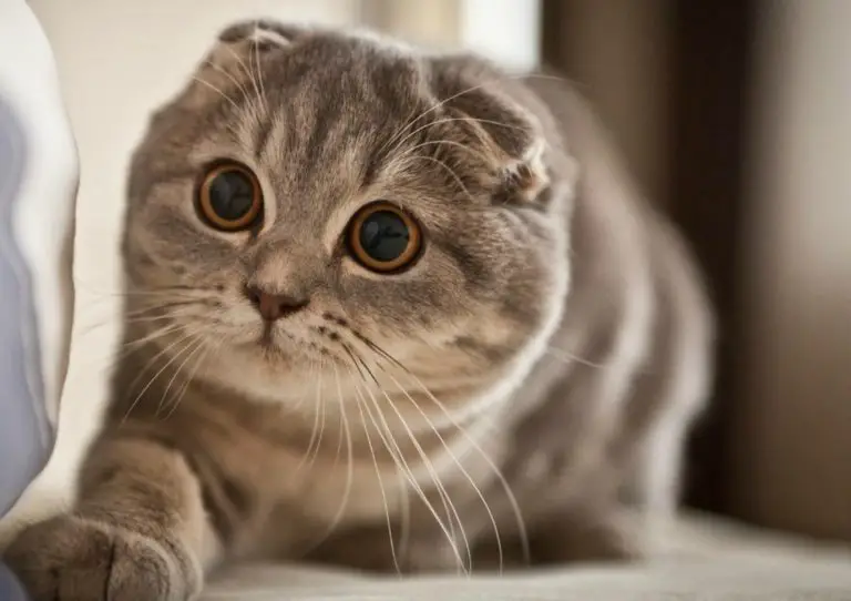 scottish-fold-life-expectancy-how-long-scottish-fold-cats-and