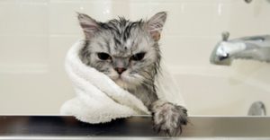 scottish fold bath