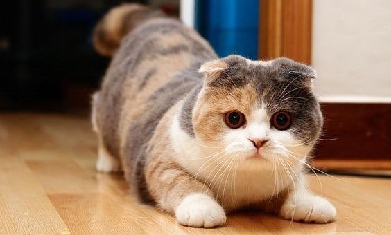 scottish fold munchkin