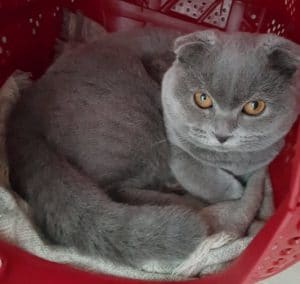 scottish fold sleeping