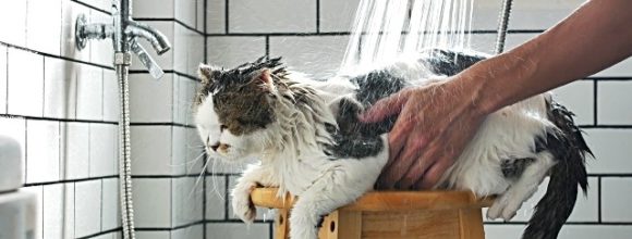 Do Scottish Folds like Water? Best Bathing Tips