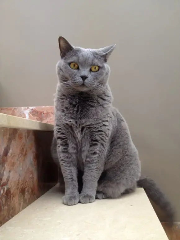 british shorthair cat soft toy