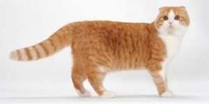 Scottish Fold Bengal Mix Cat – a bundle of cuteness ...