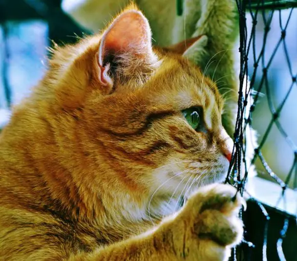Scottish Fold Ears 101 – Genetics, Problems, Cleaning