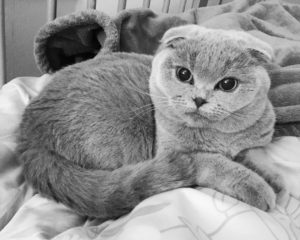 scottish fold names