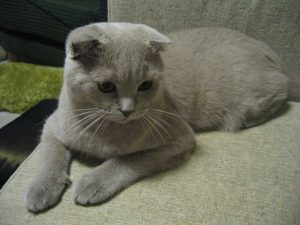 scottish fold adoption process