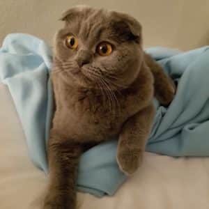 scottish fold arthritis