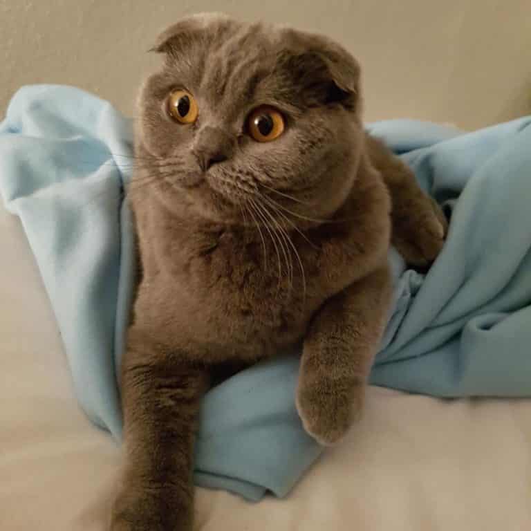 Scottish Fold Arthritis: Symptoms, Causes, Treatment - Scottish Fold ...