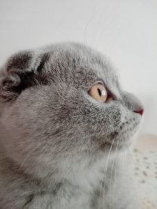 scottish fold cat