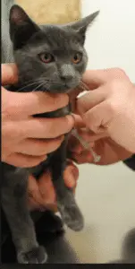 scottish fold vaccinations