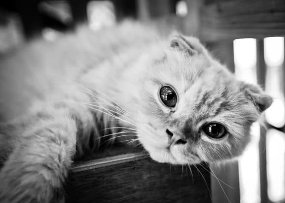 Scottish Fold Eye Problems and Care