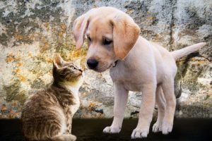 puppy and cat