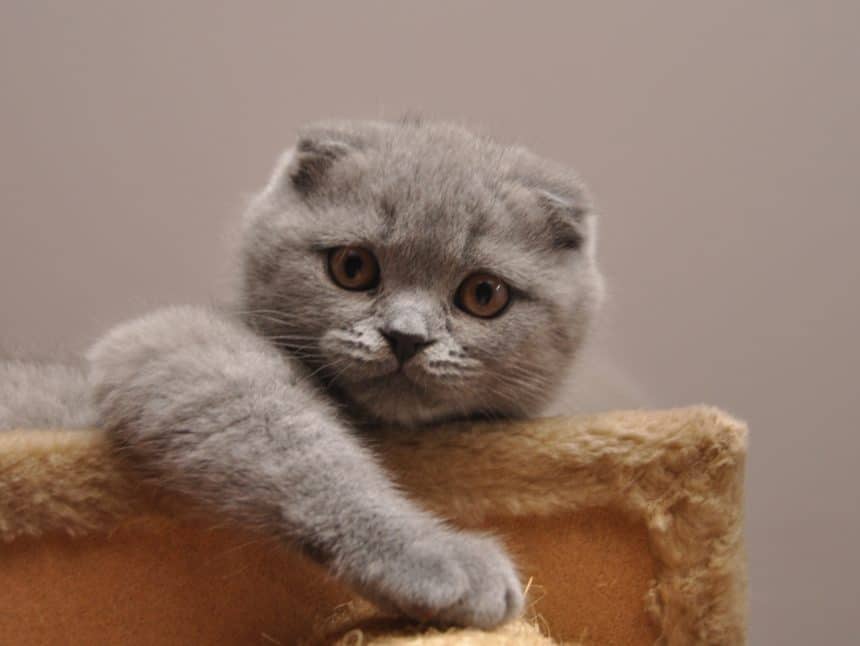 Hair and Shedding in Scottish Folds - Scottish Fold Cats and Kittens ...