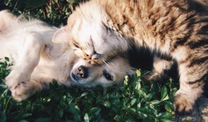 scottish fold cat and dog